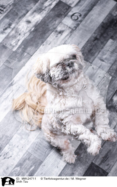 Shih Tzu / MW-24711