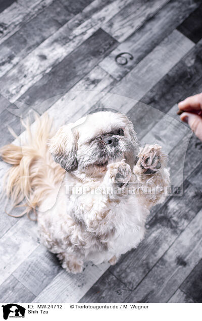 Shih Tzu / MW-24712