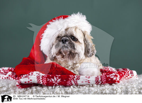 Shih Tzu mit Weihnachtsdeko / MW-24714