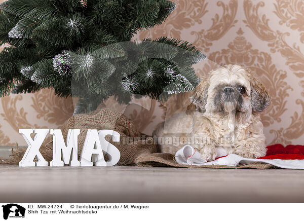 Shih Tzu mit Weihnachtsdeko / Shih Tzu with Christmas decoration / MW-24734