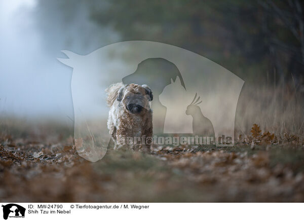 Shih Tzu im Nebel / Shih Tzu in the fog / MW-24790