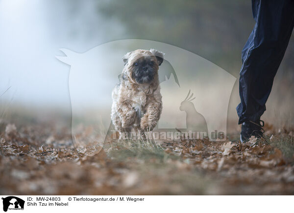 Shih Tzu im Nebel / Shih Tzu in the fog / MW-24803