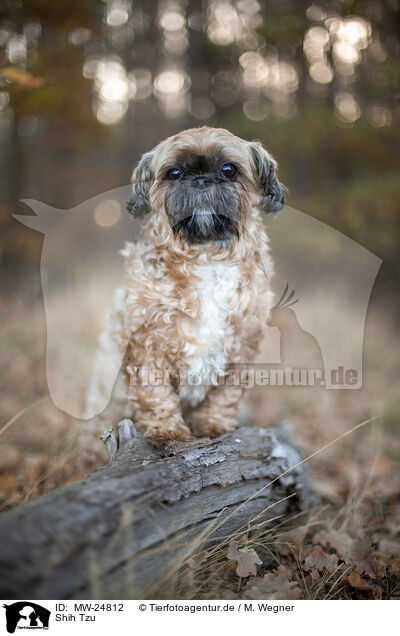 Shih Tzu / Shih Tzu / MW-24812