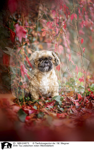 Shih Tzu zwischen roten Weinblttern / Shih Tzu between red vine leaves / MW-24873