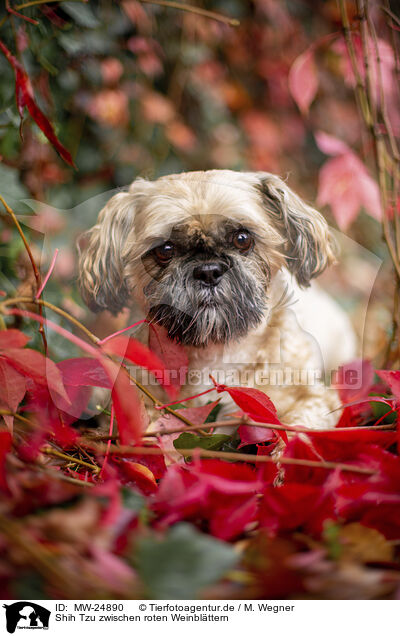 Shih Tzu zwischen roten Weinblttern / Shih Tzu between red vine leaves / MW-24890