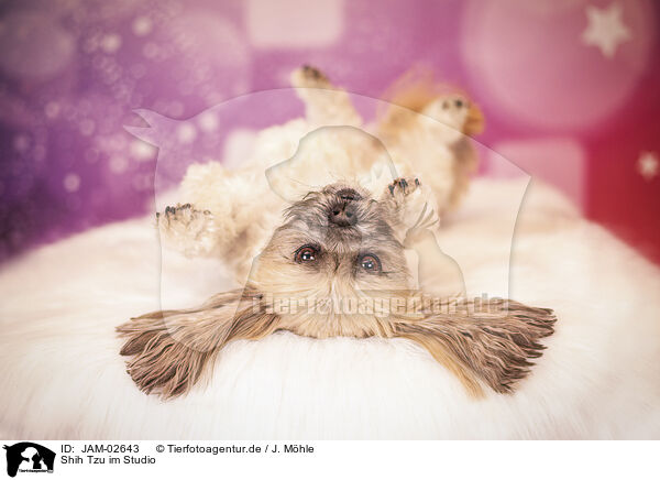 Shih Tzu im Studio / Shih Tzu in studio / JAM-02643