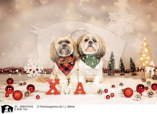 2 Shih Tzu / 2 Shih Tzu / JAM-03342