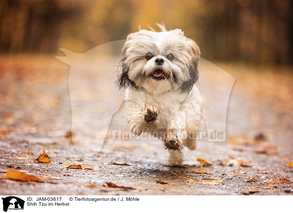 Shih Tzu im Herbst / Shih Tzu in autumn / JAM-03617