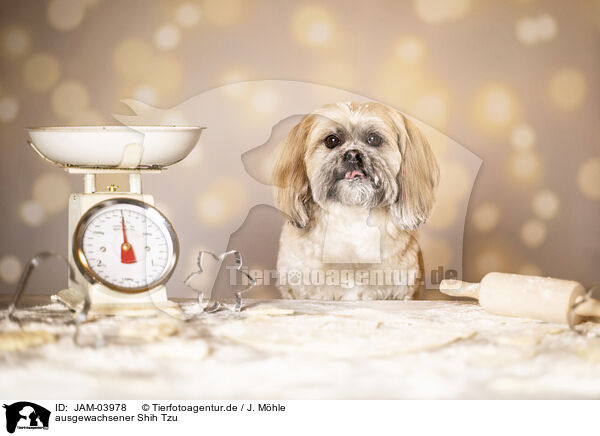 ausgewachsener Shih Tzu / adult Shih Tzu / JAM-03978