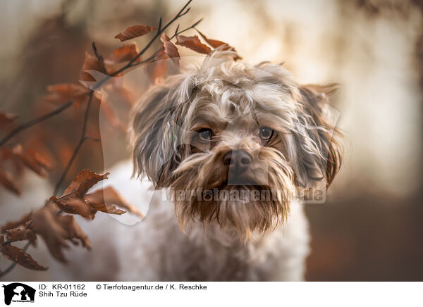 Shih Tzu Rde / male Shih Tzu / KR-01162