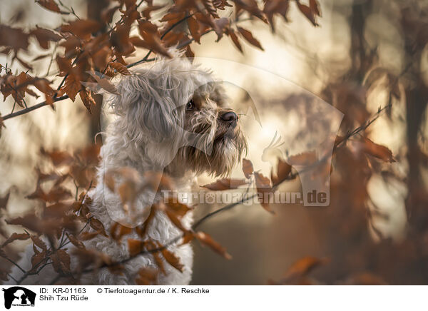 Shih Tzu Rde / male Shih Tzu / KR-01163