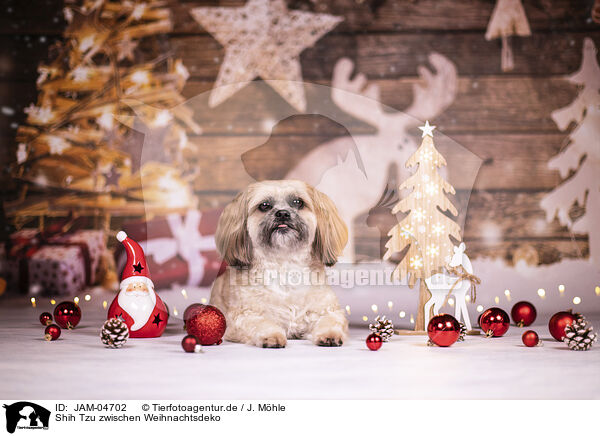 Shih Tzu zwischen Weihnachtsdeko / Shih Tzu between christmas decoration / JAM-04702