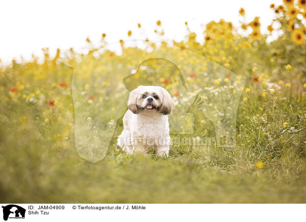 Shih Tzu / Shih Tzu / JAM-04909