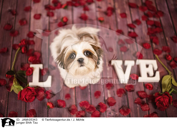 junger Shih Tzu / JAM-05343