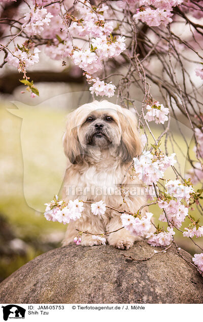 Shih Tzu / JAM-05753