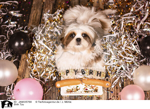 Shih Tzu / Shih Tzu / JAM-05768