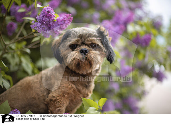 geschorener Shih Tzu / shorn Shih Tzu / MW-27996