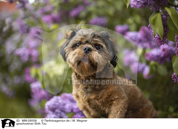 geschorener Shih Tzu / shorn Shih Tzu / MW-28008