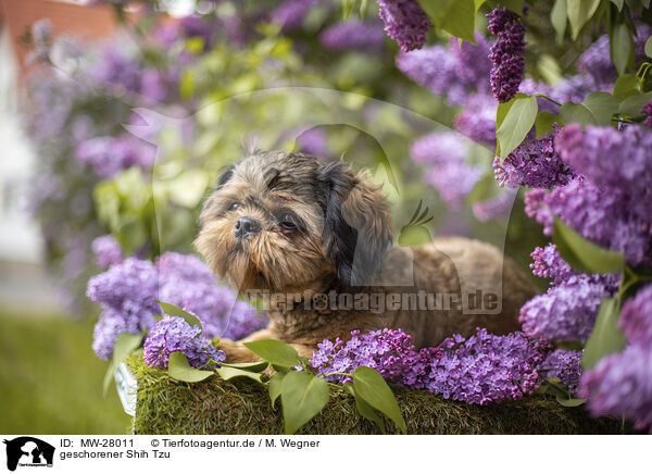 geschorener Shih Tzu / shorn Shih Tzu / MW-28011