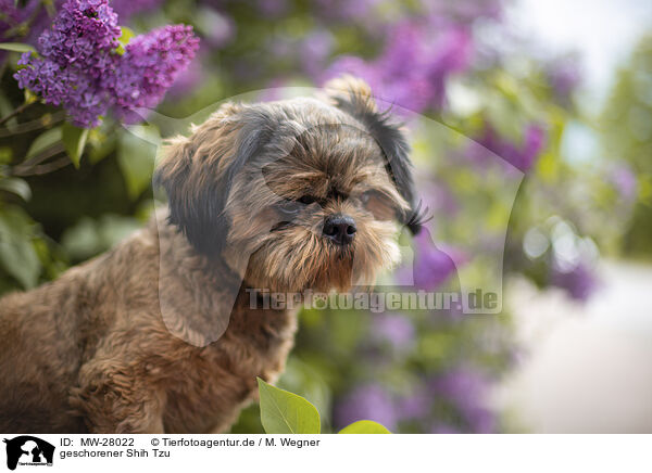 geschorener Shih Tzu / shorn Shih Tzu / MW-28022