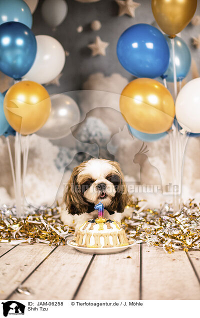 Shih Tzu / Shih Tzu / JAM-06258