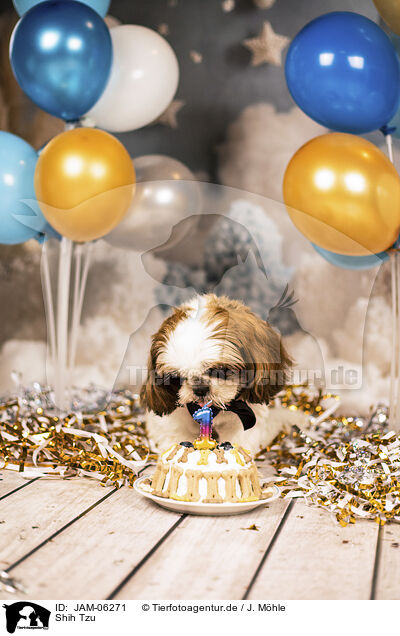 Shih Tzu / Shih Tzu / JAM-06271