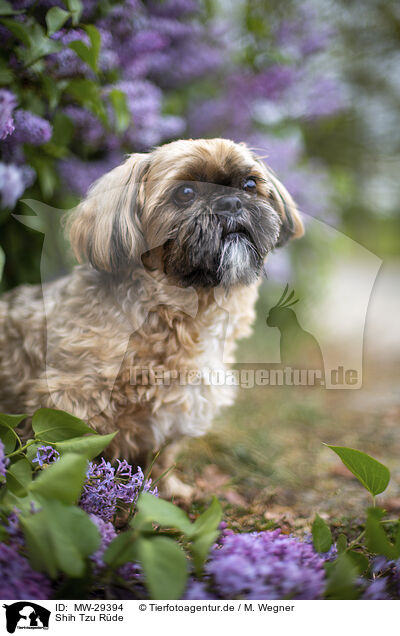 Shih Tzu Rde / male Shih Tzu / MW-29394