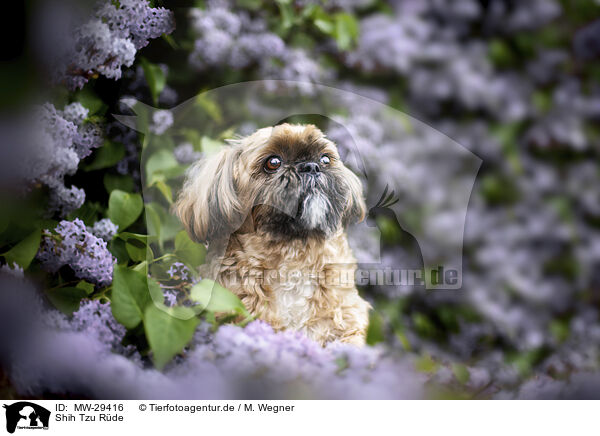 Shih Tzu Rde / male Shih Tzu / MW-29416