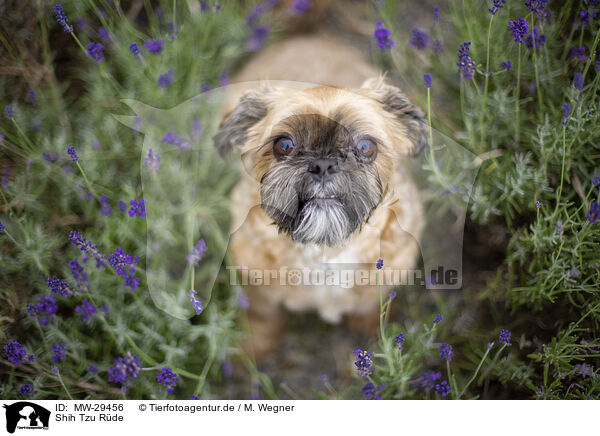 Shih Tzu Rde / male Shih Tzu / MW-29456