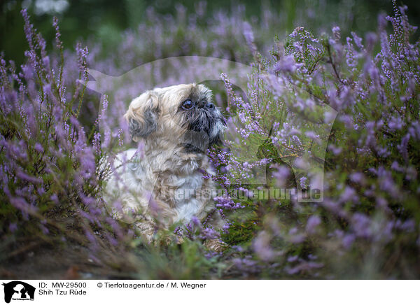 Shih Tzu Rde / male Shih Tzu / MW-29500