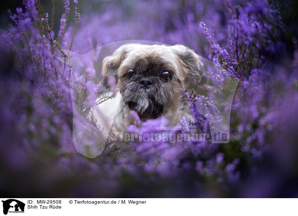 Shih Tzu Rde / male Shih Tzu / MW-29508