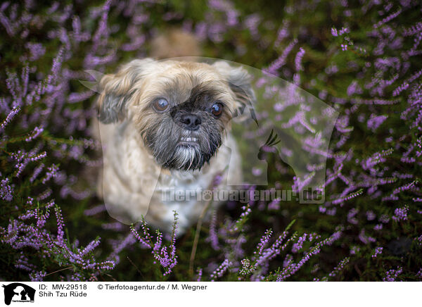 Shih Tzu Rde / male Shih Tzu / MW-29518