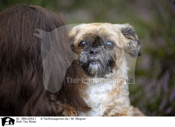 Shih Tzu Rde / male Shih Tzu / MW-29521