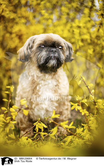 Shih Tzu Rde / male Shih Tzu / MW-29664