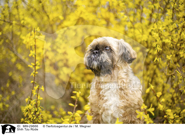 Shih Tzu Rde / male Shih Tzu / MW-29666