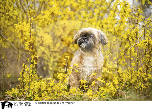 Shih Tzu Rde / male Shih Tzu / MW-29669