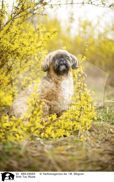 Shih Tzu Rde / male Shih Tzu / MW-29685