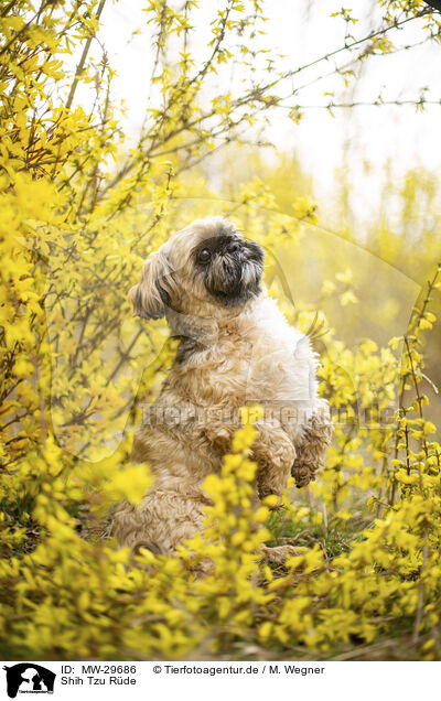 Shih Tzu Rde / male Shih Tzu / MW-29686