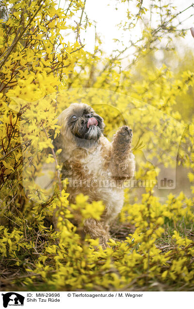 Shih Tzu Rde / male Shih Tzu / MW-29696