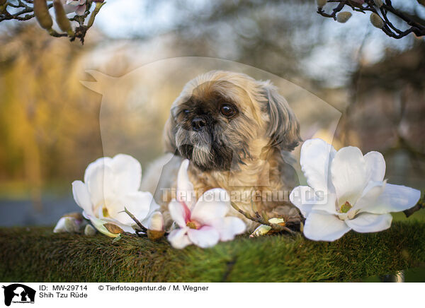 Shih Tzu Rde / male Shih Tzu / MW-29714