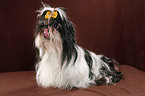 sitzender Shih Tzu