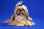 liegender Shih Tzu