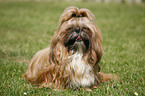 sitzender Shih Tzu