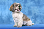 sitzender Shih Tzu