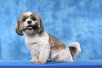 sitzender Shih Tzu