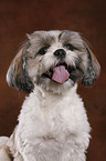 Shih Tzu Portrait