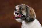 Shih Tzu Portrait