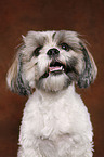 Shih Tzu Portrait