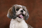 Shih Tzu Portrait