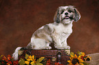 sitzender Shih Tzu